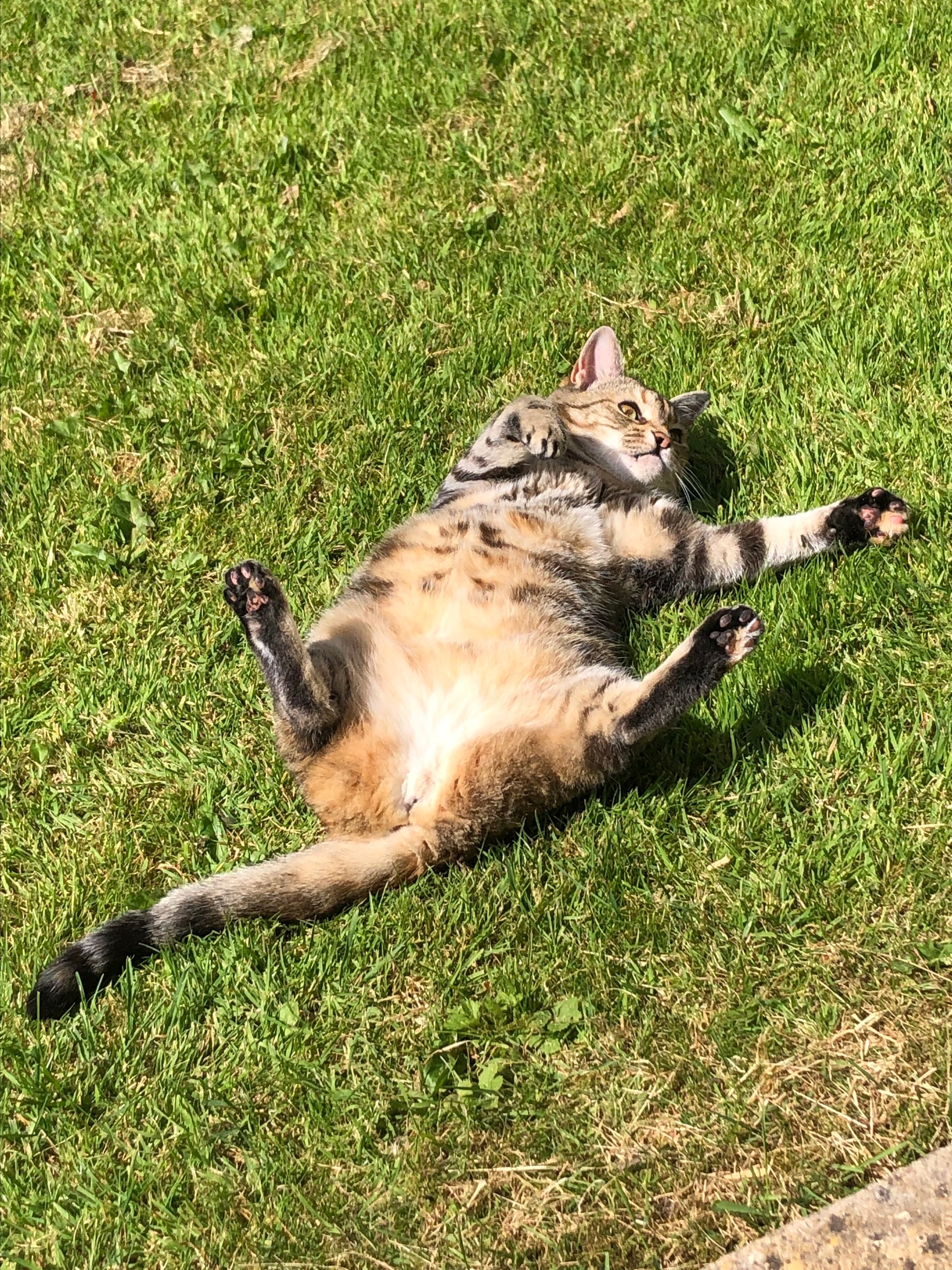 Kedi Williams